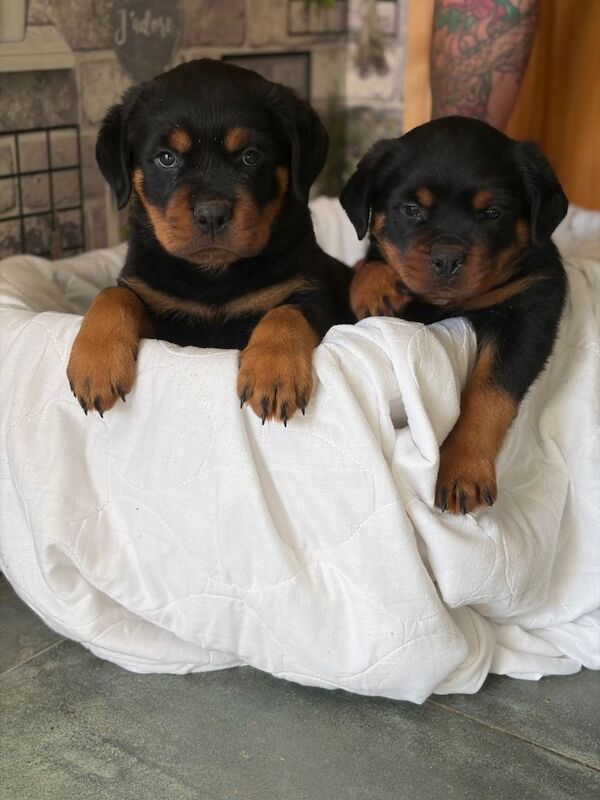 Pedigree IKC Registered Rottweiler Pups