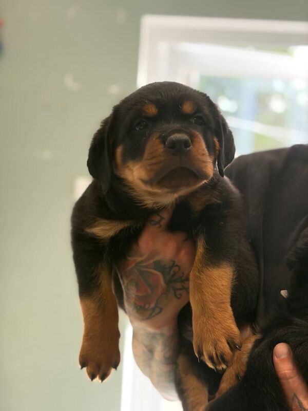 Pedigree IKC Registered Rottweiler Pups - Image 2 of 3