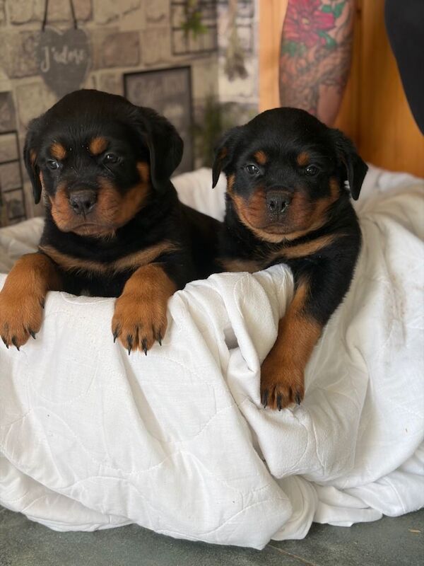 Pedigree IKC Registered Rottweiler Pups - Image 3 of 3