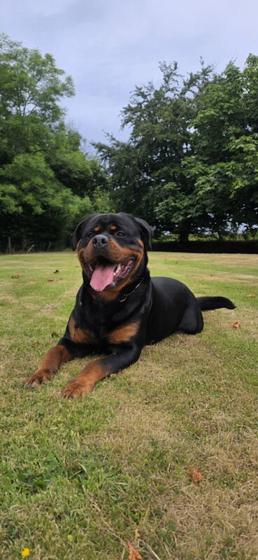 Rottweiler Puppies For Sale