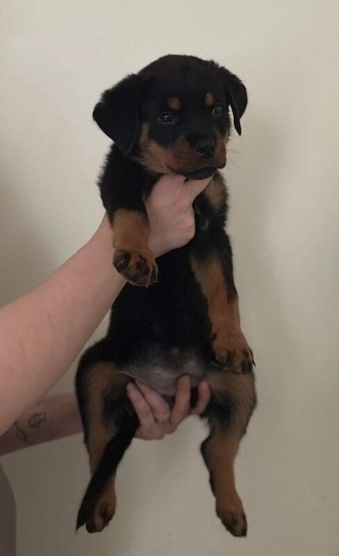 Rottweiler puppies for sale in Waltham Cross, Hertfordshire – KC registered, 3 months old