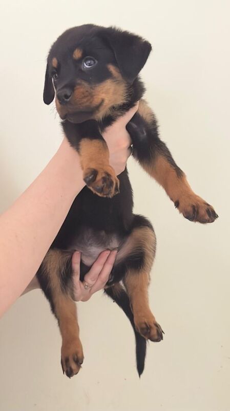 Rottweiler puppies for sale in Waltham Cross, Hertfordshire – KC registered, 8 weeks old - Image 2 of 3