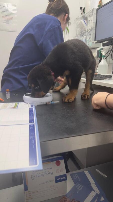 Rottweiler puppies for sale in Waltham Cross, Hertfordshire – KC registered, 8 weeks old - Image 3 of 3