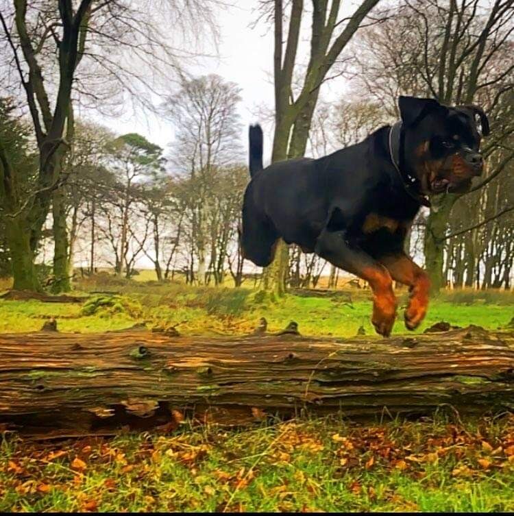 Rottweiler for adoption in Plymouth, Devon – KC registered, 5 years old