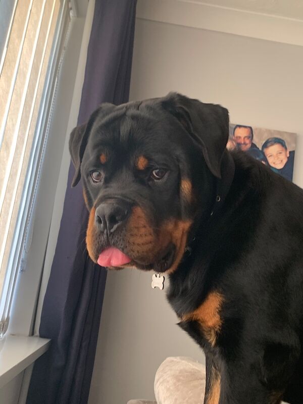 Rottweiler for adoption in Plymouth, Devon – KC registered, 5 years old - Image 2 of 4