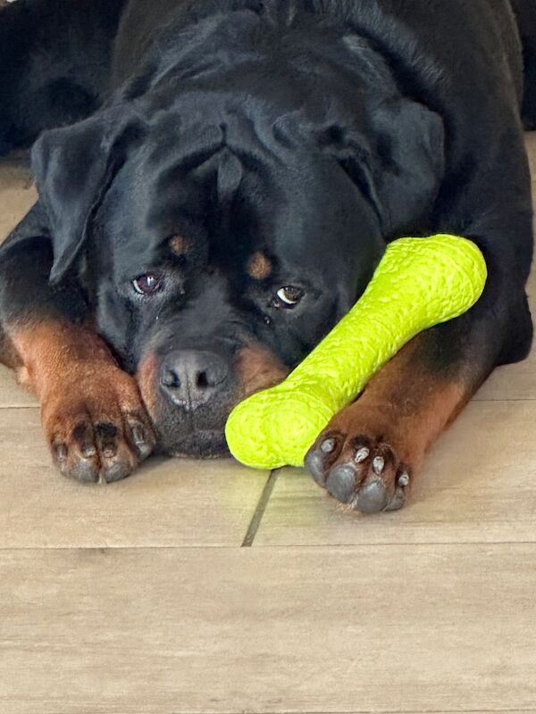 Rottweiler for adoption in Plymouth, Devon – KC registered, 5 years old - Image 3 of 4
