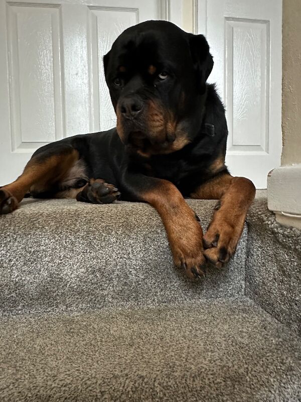 Rottweiler for adoption in Plymouth, Devon – KC registered, 5 years old - Image 4 of 4