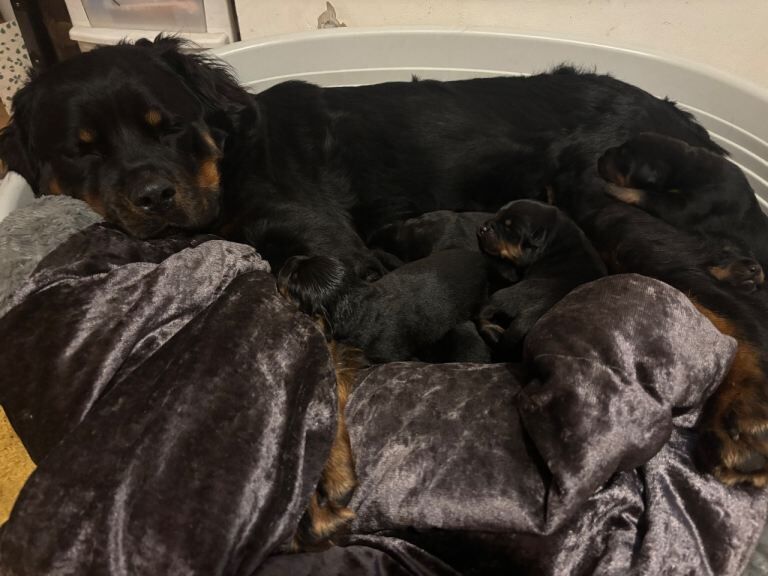 Rottweiler puppies for sale in Kirkcaldy, Fife – 7 weeks old