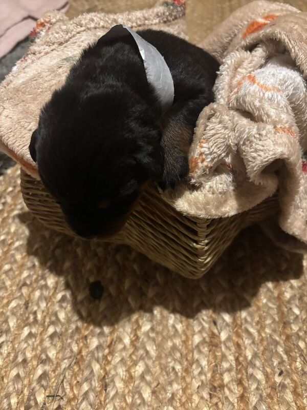 Rottweiler puppies for sale in Kirkcaldy, Fife – 2 weeks old - Image 2 of 3