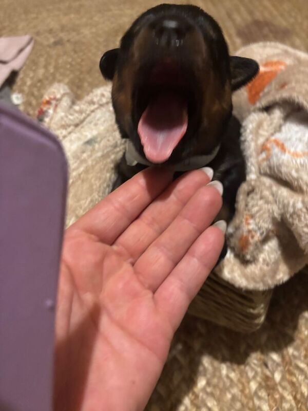 Rottweiler puppies for sale in Kirkcaldy, Fife – 2 weeks old - Image 3 of 3