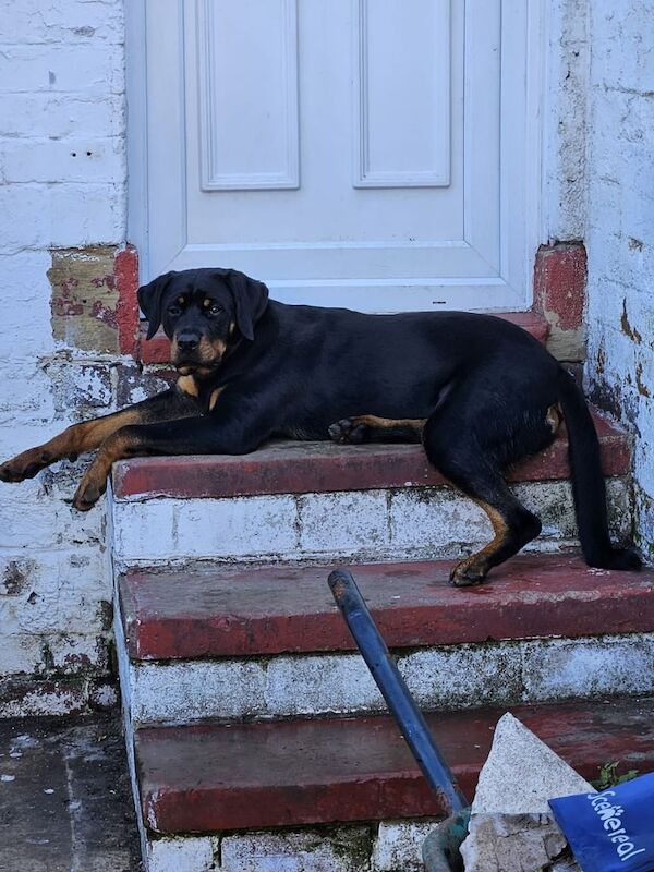 Rottweiler puppies for sale in Oldham, Greater Manchester – 9 months old
