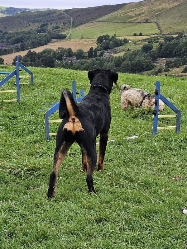 Rottweiler puppies for sale in Oldham, Greater Manchester – 9 months old - Image 2 of 3