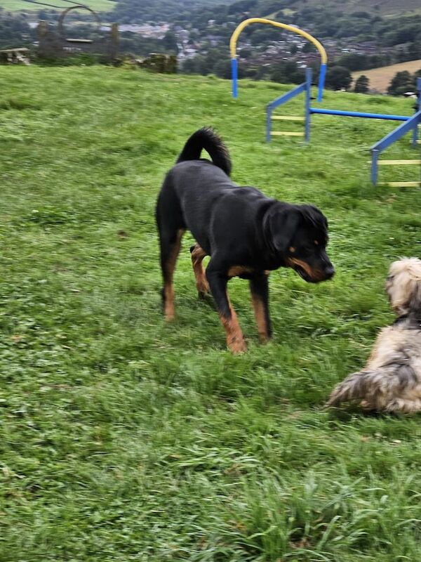 Rottweiler puppies for sale in Oldham, Greater Manchester – 9 months old - Image 3 of 3