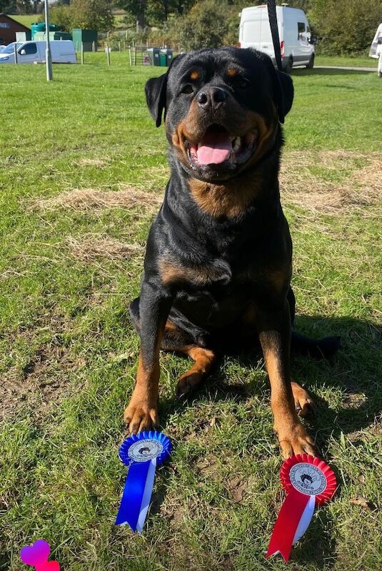 Proven KC registered Rottweiler for stud duties for sale in Pembrokeshire 