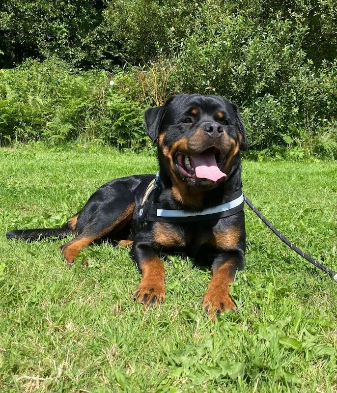 Rottweiler stud dog for stud in Pembrokeshire – KC registered, 3 years old - Image 2 of 5