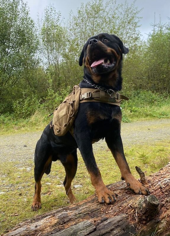 Rottweiler stud dog for stud in Pembrokeshire – KC registered, 3 years old - Image 3 of 5