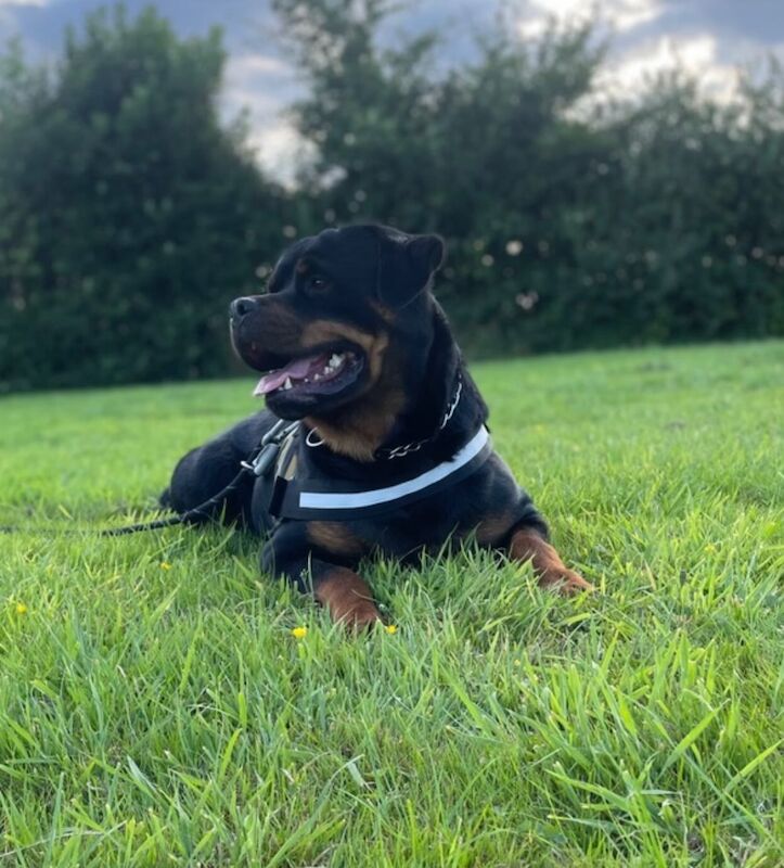 Rottweiler stud dog for stud in Pembrokeshire – KC registered, 3 years old - Image 5 of 5