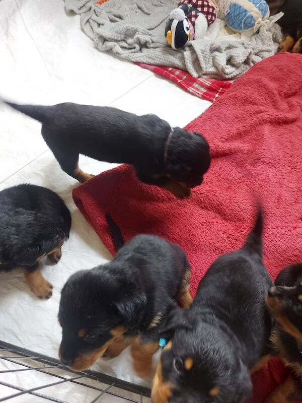 Puppies for sale in Hamilton, Lanarkshire