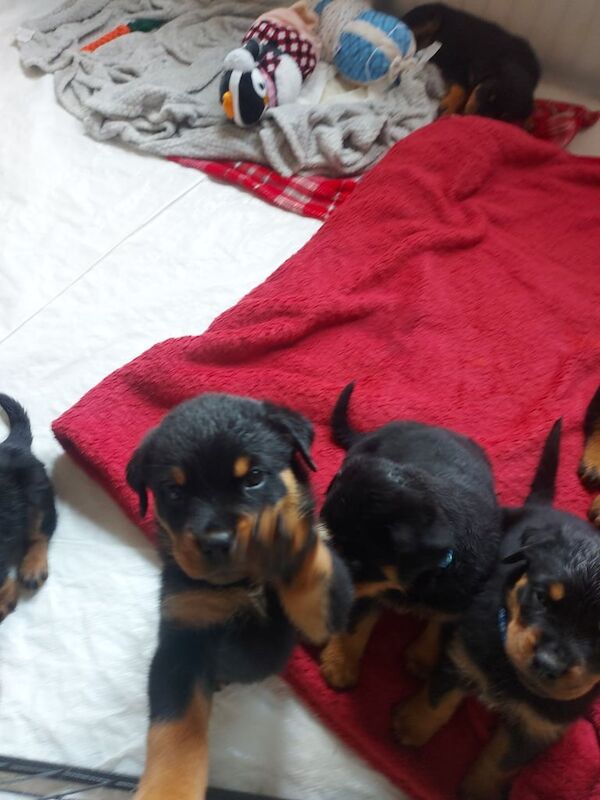 Puppies for sale in Hamilton, Lanarkshire | Image 2