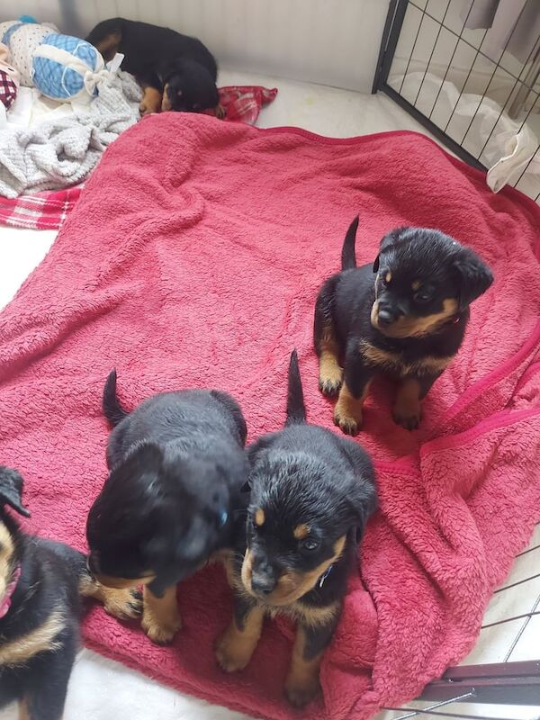 Puppies for sale in Hamilton, Lanarkshire | Image 3
