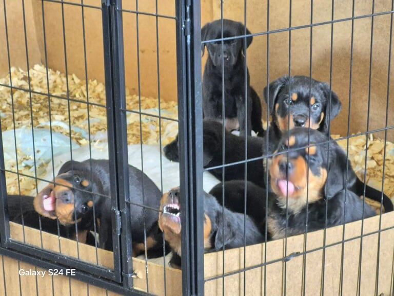 Puppies for sale in Bonnyrigg, Midlothian