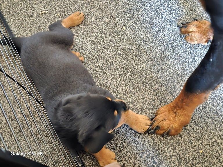 Puppies for sale in Bonnyrigg, Midlothian | Image 2