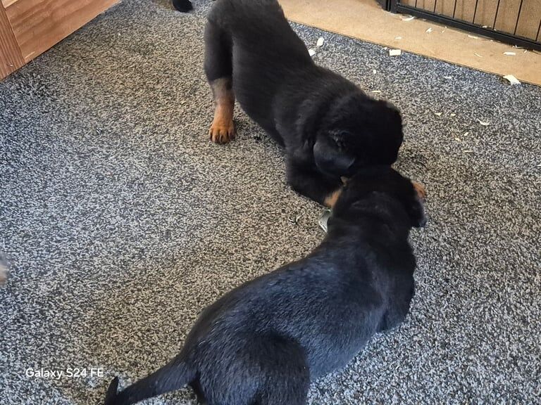 Puppies for sale in Bonnyrigg, Midlothian - Image 3