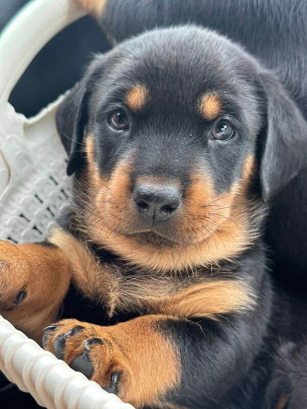 Rottweiler puppies for sale in Gillingham, Kent – 8 weeks old
