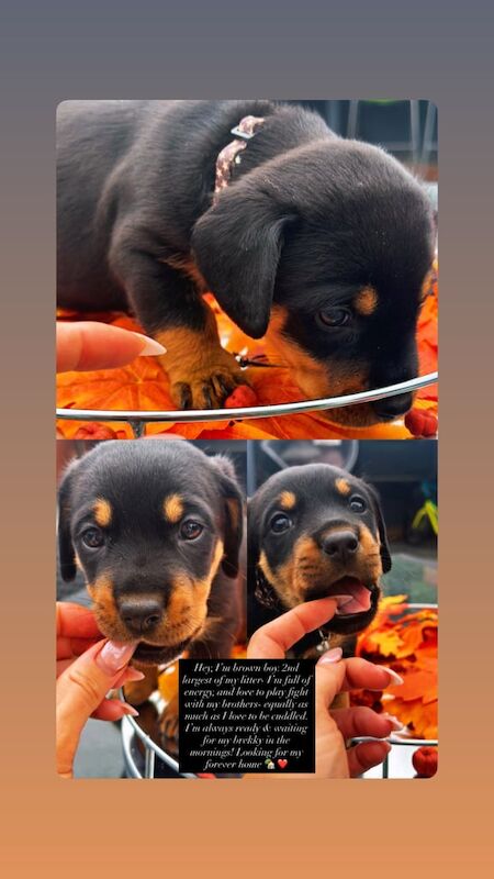 Rottweiler puppies for sale in Gillingham, Kent – 8 weeks old - Image 2 of 6