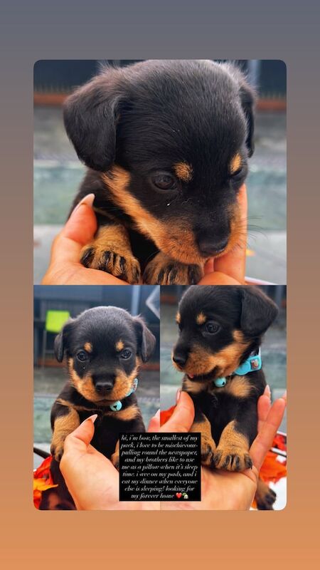 Rottweiler puppies for sale in Gillingham, Kent – 8 weeks old - Image 3 of 6