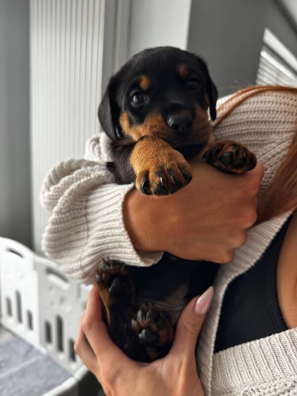 Rottweiler puppies for sale in Gillingham, Kent – 8 weeks old - Image 6 of 6