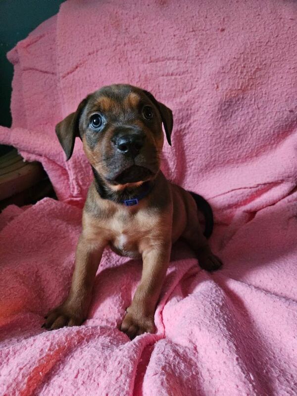 Rottweiler puppies for sale in Holyhead, Isle Of Anglesey – KC registered, 6 weeks old