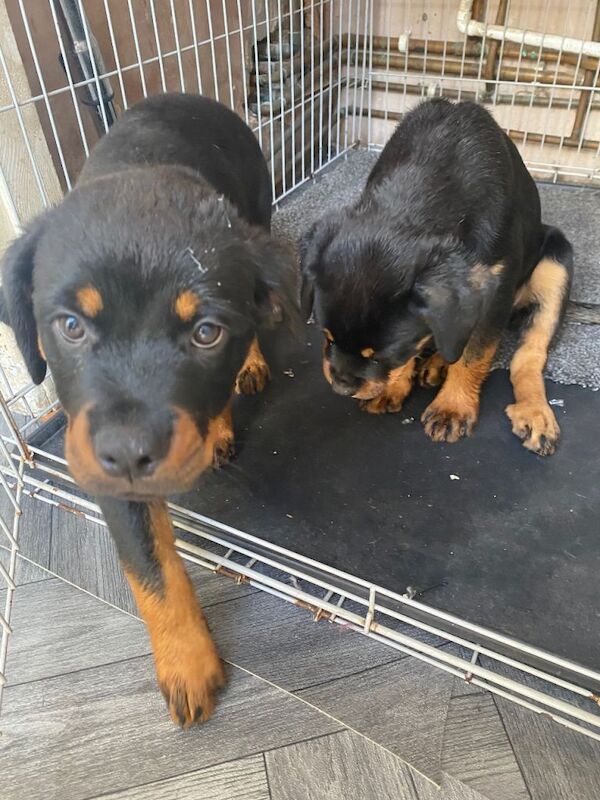 Rottweiler Puppies For Sale