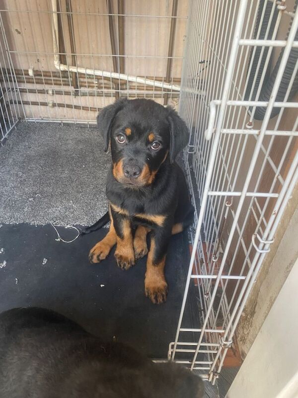 Puppies Rottweiler - Image 2 of 3