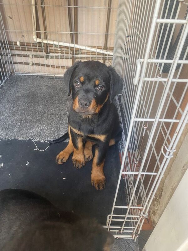 Puppies Rottweiler - Image 3 of 3