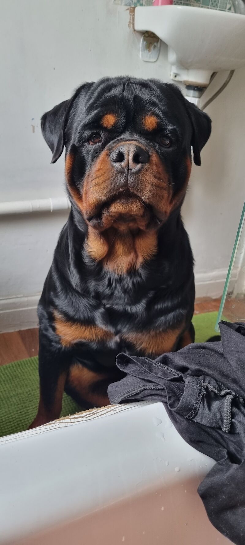 *puppies rottweiler mix siberian husky* - Image 2 of 3