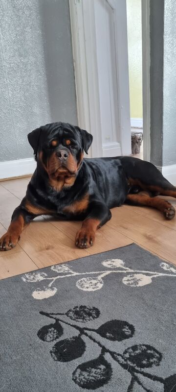 *puppies rottweiler mix siberian husky* - Image 3 of 3