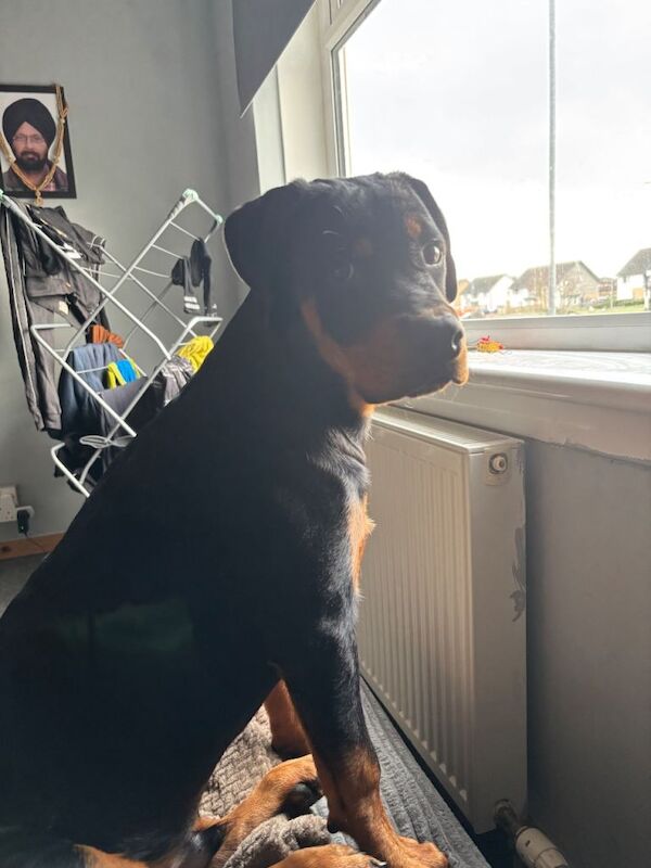 Rottweiler Puppies For Sale Under £1,000