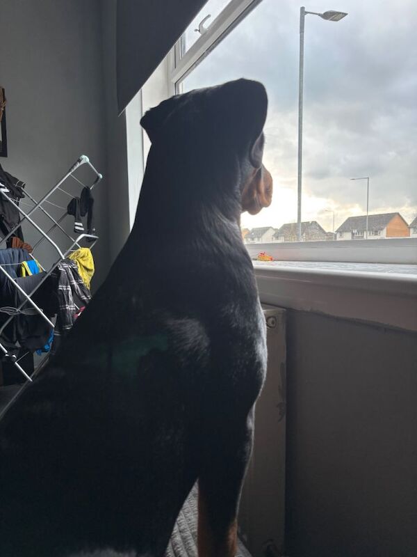 Rottweiler puppies for sale in Kilmarnock, East Ayrshire – 5 months old - Image 2 of 2