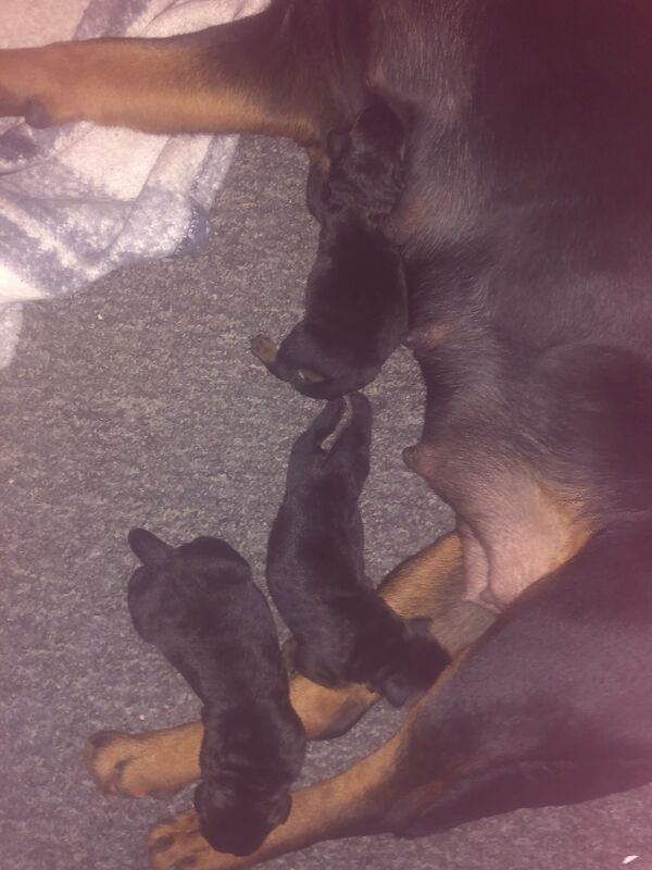 Rottweiler Puppies For Sale Under £1,000
