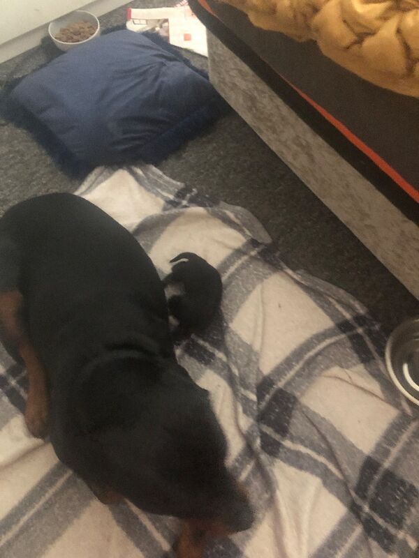 Puppy Rottweiler - Image 2 of 3
