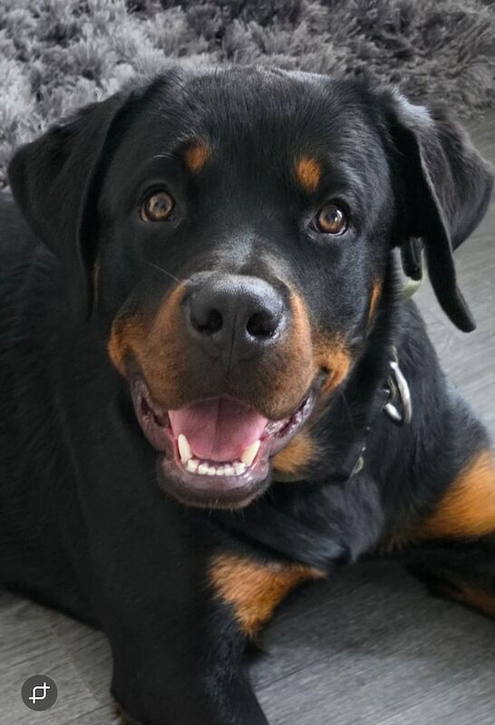 Rottweiler puppies for sale in Sutton, Greater London – 7 months old