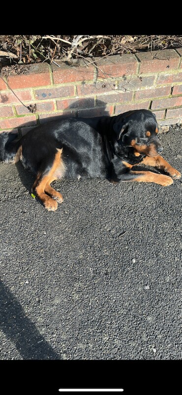 Rottweiler Puppies For Sale