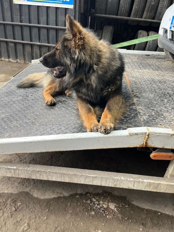 Puppy Rottwiler cross jerman shepherd - Image 2 of 5