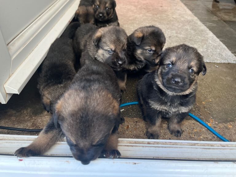 Puppy Rottwiler cross jerman shepherd - Image 3 of 5