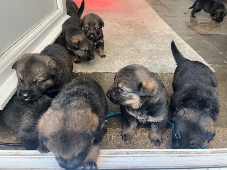 Puppy Rottwiler cross jerman shepherd - Image 4 of 5