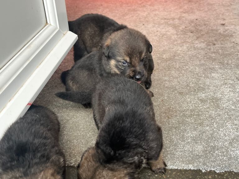 Puppy Rottwiler cross jerman shepherd - Image 5 of 5