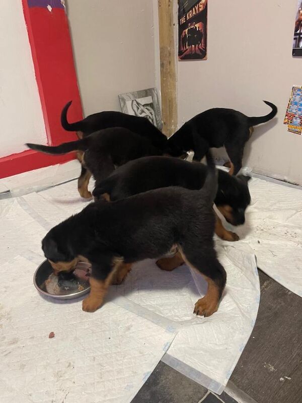 Puppy’s for sale