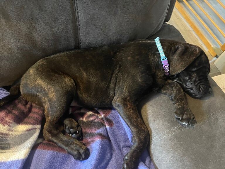 Rottweiler puppies for sale in Westcliff-on-Sea, Essex – 10 weeks old - Image 2 of 6