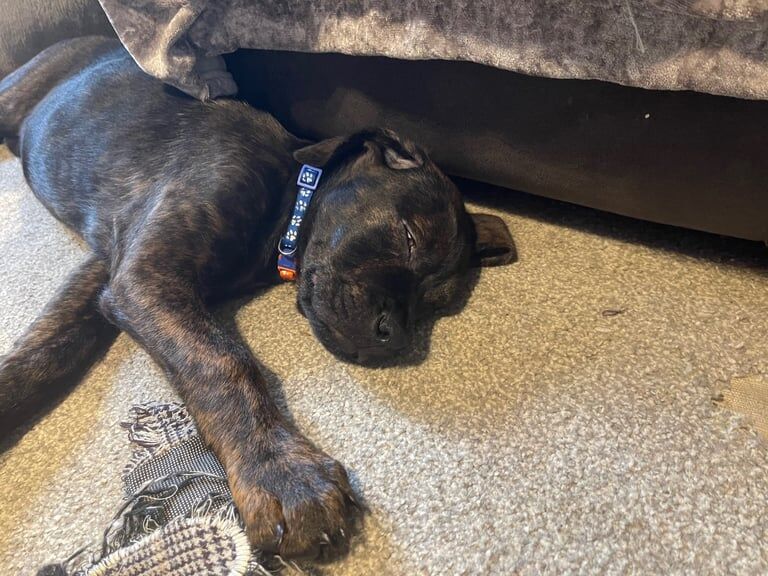 Rottweiler puppies for sale in Westcliff-on-Sea, Essex – 10 weeks old - Image 3 of 6